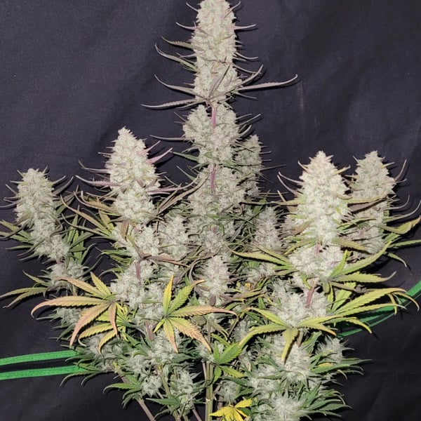 Tropicana Cookies Auto (FastBuds) féminisée