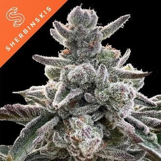 Polar Gelato (Sherbinskis x Silent Seeds) féminisée