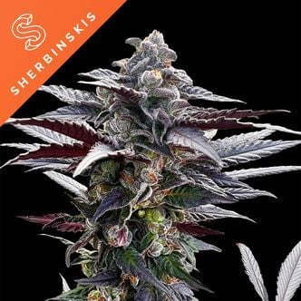 Pink Sunset by Sherbinskis (Silent Seeds) Feminized