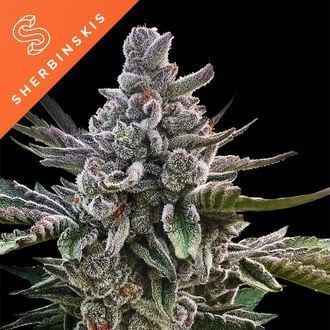 Açai Jelly (Sherbinskis x Silent Seeds) féminisée