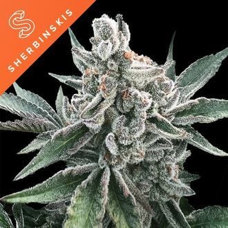 Polar Gelato Auto (Sherbinskis x Silent Seeds) féminisée