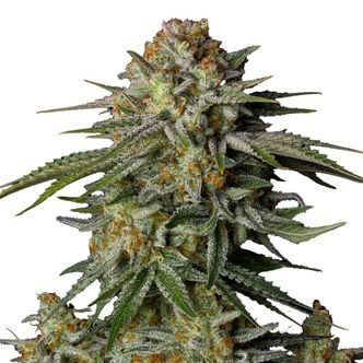 GG4 Sherbet FF (FastBuds) féminisée