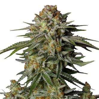 GG4 Sherbet FF (FastBuds) féminisée