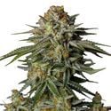GG4 Sherbet FF (FastBuds) féminisée