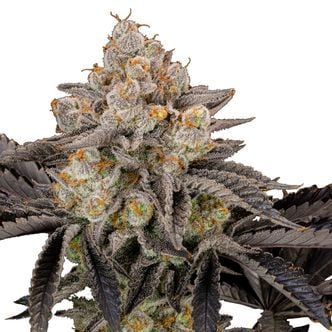 Gorilla Cookies FF (FastBuds) féminisée