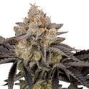 Gorilla Cookies FF (FastBuds) féminisée