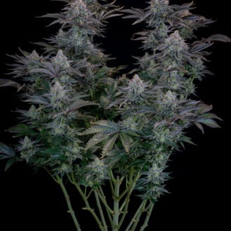 Gorilla Cookies FF (FastBuds) féminisée