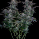 Gorilla Cookies FF (FastBuds) féminisée