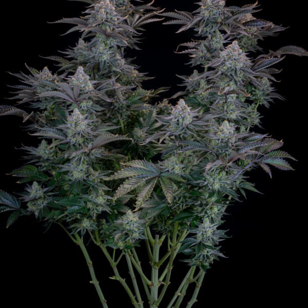 Gorilla Cookies FF (FastBuds) féminisée