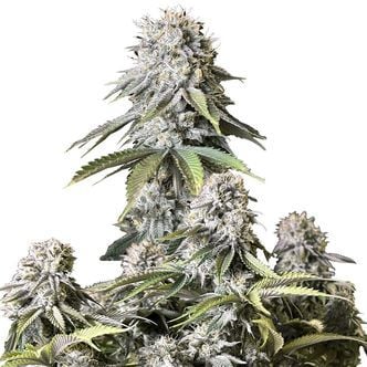 Orange Sherbet FF (FastBuds) féminisée