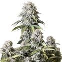 Orange Sherbet FF (FastBuds) féminisée