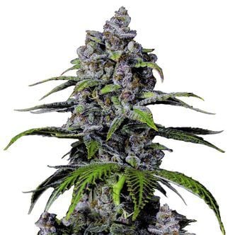 Purple Lemonade FF (FastBuds) féminisée