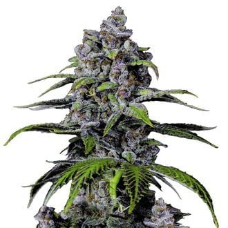 Purple Lemonade FF (FastBuds) féminisée