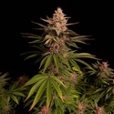 Purple Lemonade FF (FastBuds) féminisée