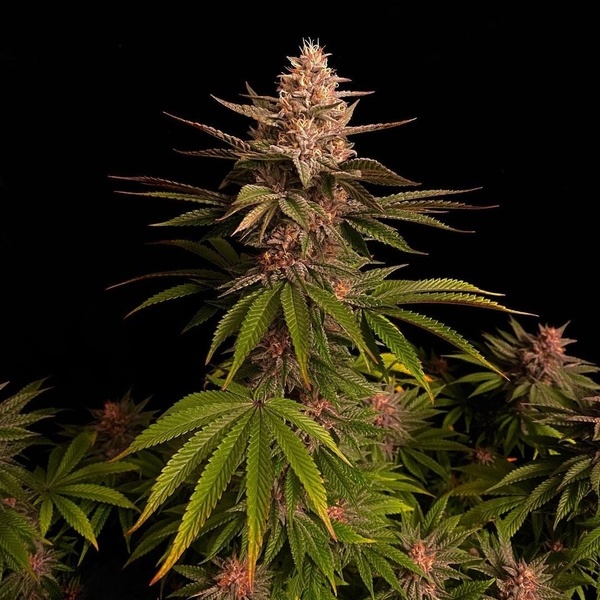 Purple Lemonade FF (FastBuds) féminisée