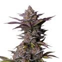 Tropicana Cookies FF (FastBuds) féminisée