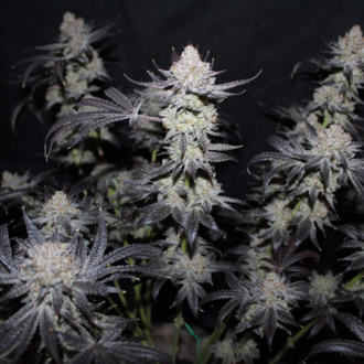 Tropicana Cookies FF (FastBuds) féminisée