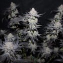 Tropicana Cookies FF (FastBuds) féminisée