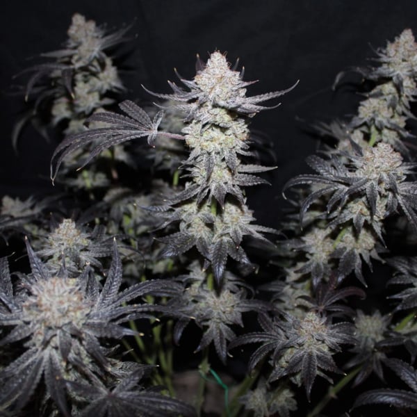 Tropicana Cookies FF (FastBuds) féminisée