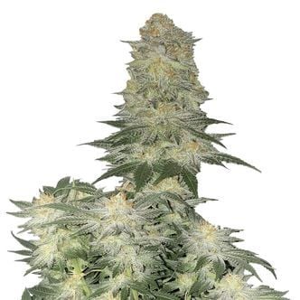 Wedding Cheesecake FF (FastBuds) féminisée