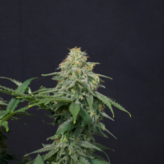 Wedding Cheesecake FF (FastBuds) féminisée