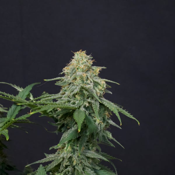 Wedding Cheesecake FF (FastBuds) féminisée
