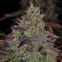 Jealousy (Zamnesia Seeds) feminized