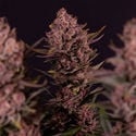 Biscotti (Zamnesia Seeds) féminisée
