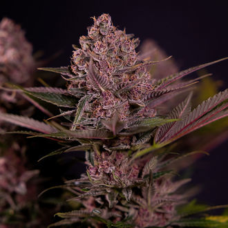 Biscotti (Zamnesia Seeds) féminisée