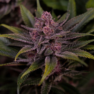 Biscotti (Zamnesia Seeds) féminisée