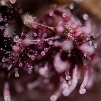 Biscotti (Zamnesia Seeds) féminisée