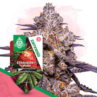 Strawberry Cough (Zamnesia Seeds) féminisée