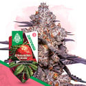 Strawberry Cough (Zamnesia Seeds) féminisée