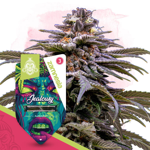 Jealousy Auto (Zamnesia Seeds) Féminisée