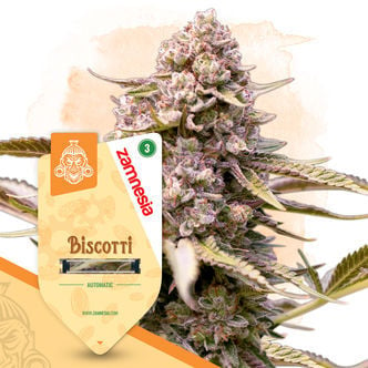 Biscotti Automatic (Zamnesia Seeds) féminisée