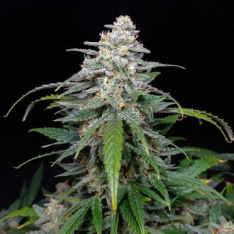 Biscotti Auto (Zamnesia Seeds) féminisée