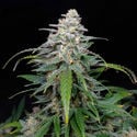 Biscotti Automatic (Zamnesia Seeds) féminisée