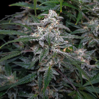 Biscotti Auto (Zamnesia Seeds) féminisée