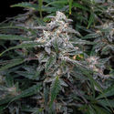Biscotti Automatic (Zamnesia Seeds) féminisée