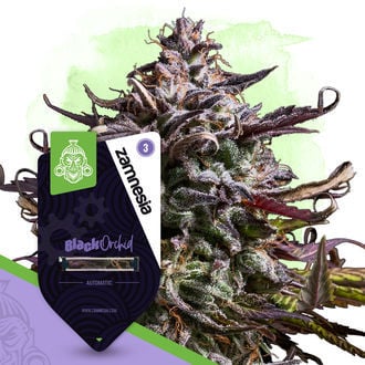 Black Orchid Automatic (Zamnesia Seeds) féminisée