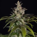 Black Orchid Automatic (Zamnesia Seeds) féminisée