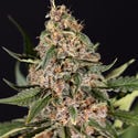 Black Orchid Automatic (Zamnesia Seeds) féminisée