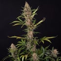 Black Orchid Automatic (Zamnesia Seeds) féminisée