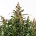 Black Orchid Automatic (Zamnesia Seeds) féminisée