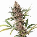 Black Orchid Automatic (Zamnesia Seeds) féminisée