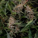 Black Orchid Automatic (Zamnesia Seeds) féminisée