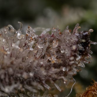 Black Orchid Auto (Zamnesia Seeds) féminisée