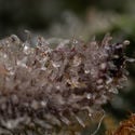 Black Orchid Automatic (Zamnesia Seeds) féminisée
