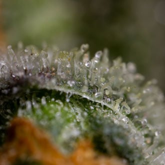 Black Orchid Auto (Zamnesia Seeds) féminisée