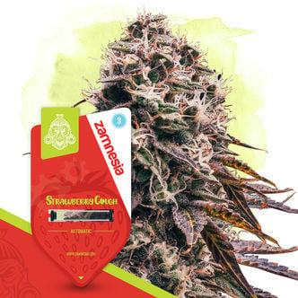 Strawberry Cough Automatic (Zamnesia Seeds) féminisée
